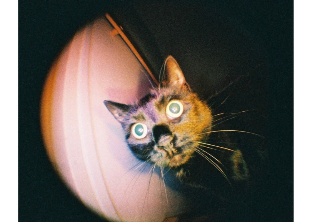 Fisheye Baby Multicolor