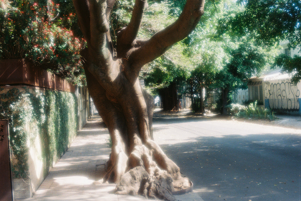 Fuji 400 35mm X 36 exp (Individual)