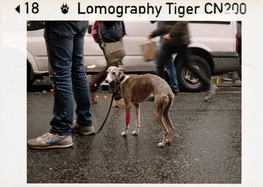 Lomography Tiger CN 110 ISO 200 - Individual
