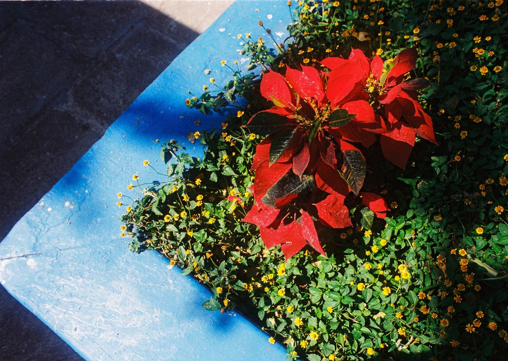 Kodak Ektar 35mm x 36exp